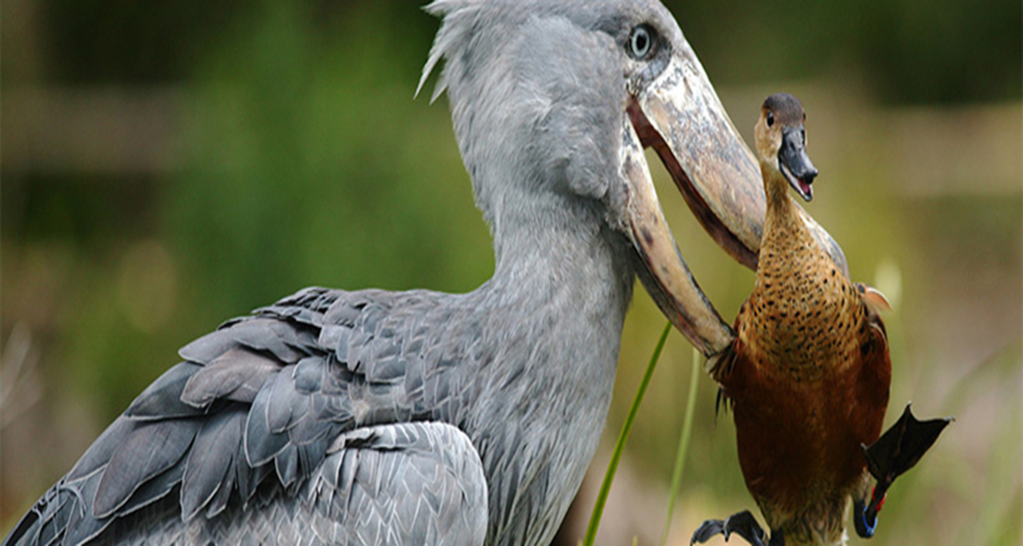 shoebill birding uganda abacus – italianversione